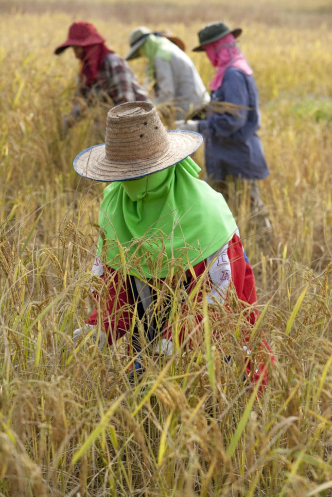 farmers-tending-field